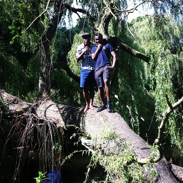 African Tree Climbing Lions